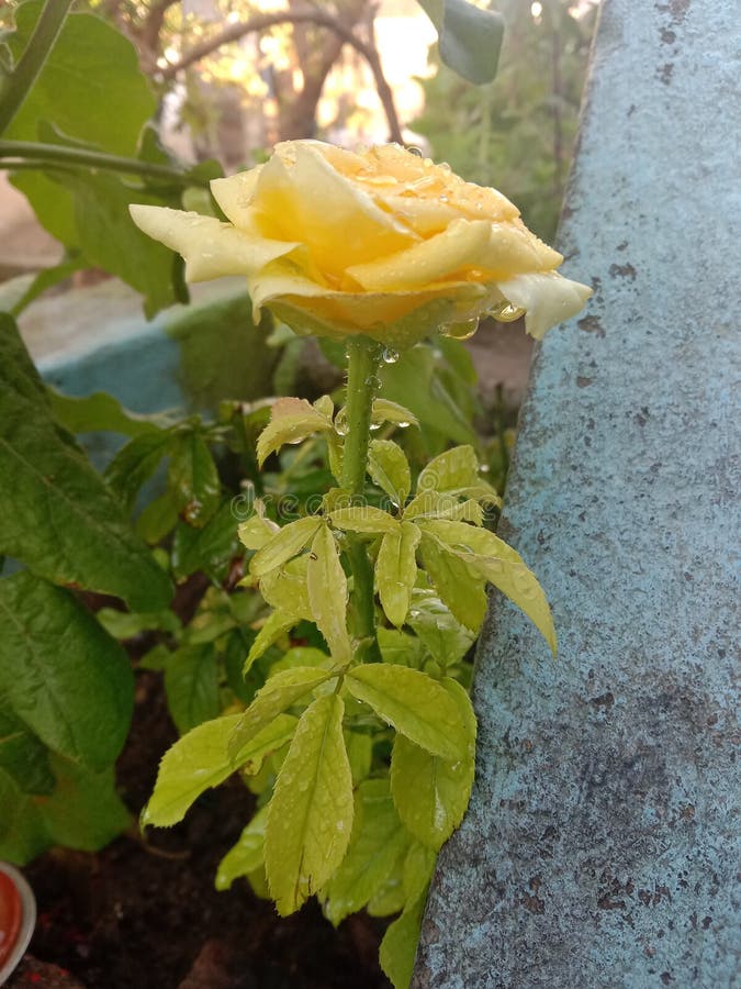 Yellow Colour Rose Straight View Stock Photo Image of green, fruit