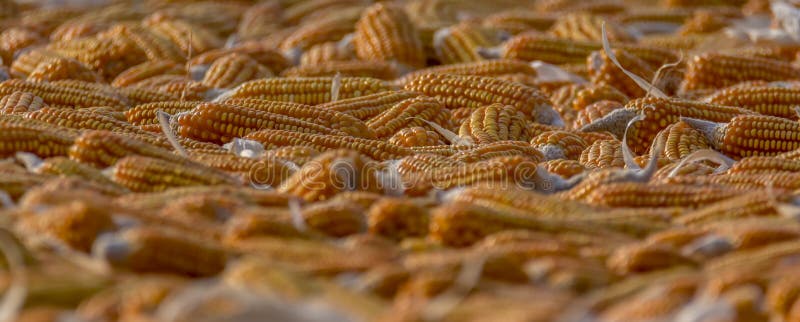 Harvest: Corn piling up on the ground royalty free stock images Harvest: Corn piling up on the ground royalty free stock images