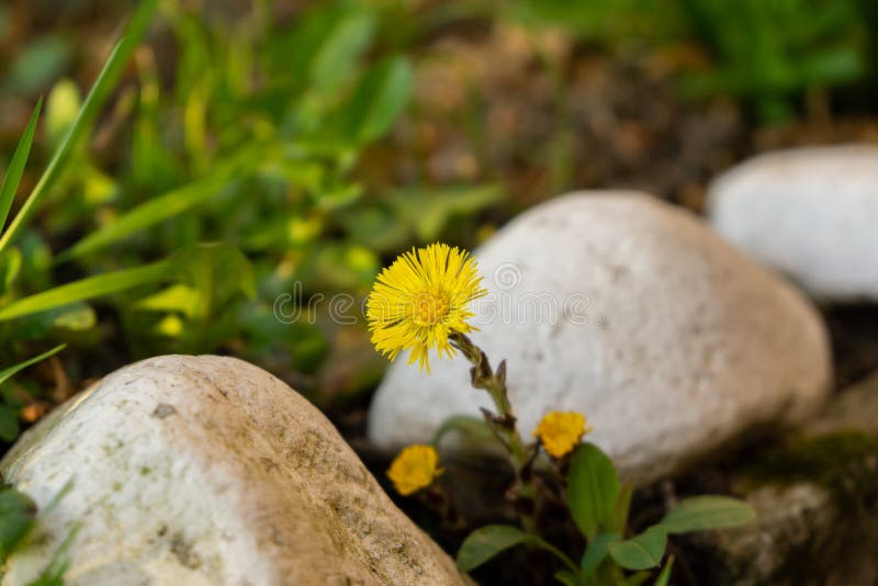 Žlutý květ podbělu v trávě během jarního kvetení.