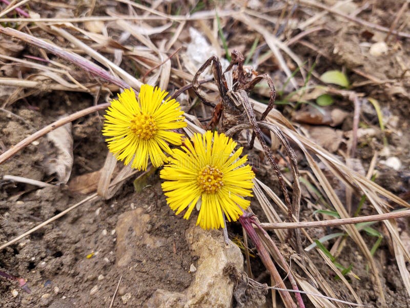 Yellow coltsfoot flower in the grass during spring flowering.