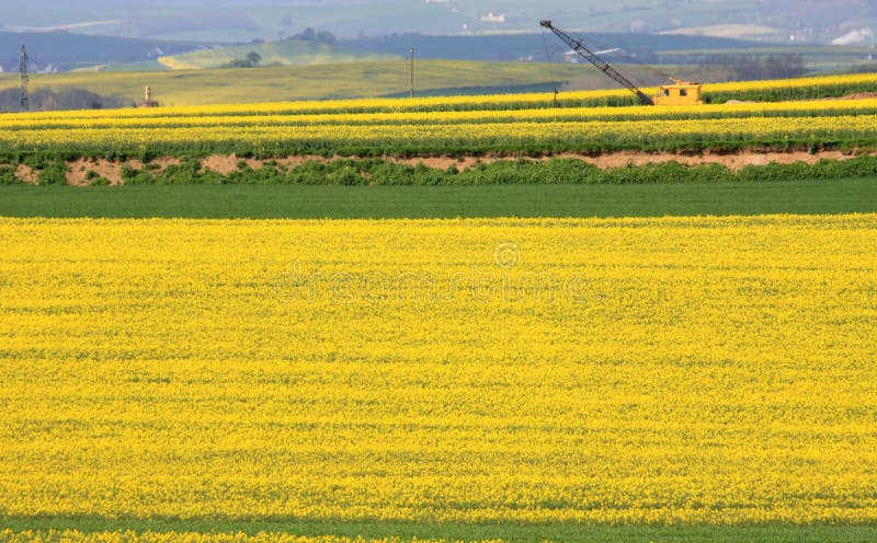 Yellow colza fields and crane in Germany