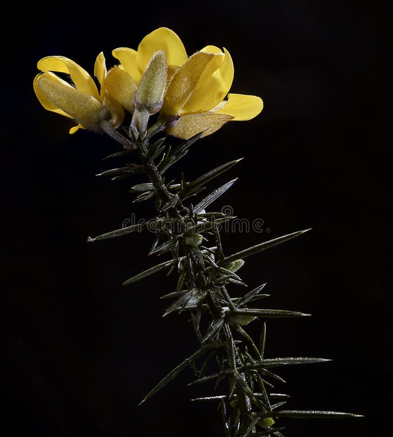 Yellow Common Gorse Bushes Flowers with Its Spiky Thorns Stock Image