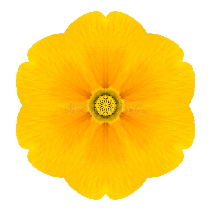 Yellow Concentric Primrose Flower Isolated on White. Mandala Design. Yellow Concentric Primrose Primrose Flower Isolated on White Background. Kaleidoscopic stock images Yellow Concentric Primrose Flower Isolated on White. Mandala Design. Yellow Concentric Primrose Primrose Flower Isolated on White Background. Kaleidoscopic stock images