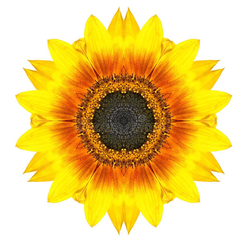 Yellow Concentric Sunflower Flower Isolated on White. Mandala Design. Yellow Concentric Sunflower, Flower Isolated on White Background. Kaleidoscopic Mandala stock images Yellow Concentric Sunflower Flower Isolated on White. Mandala Design. Yellow Concentric Sunflower, Flower Isolated on White Background. Kaleidoscopic Mandala stock images
