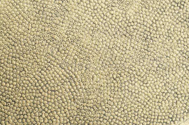 Yellow Concrete Plate with Bumpy Surface Close Stock Photo - Image of ...