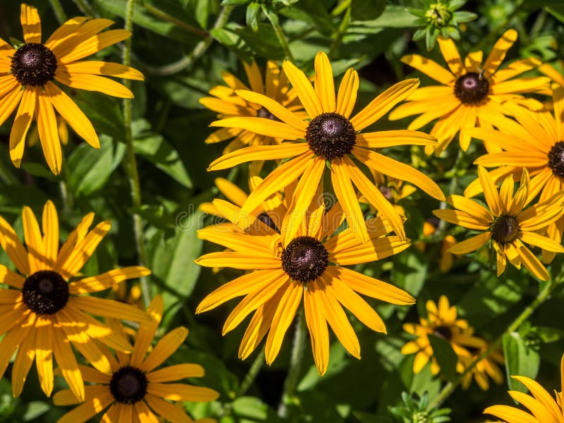 Yellow Coneflower Blooms in the Garden Stock Image Image of flora