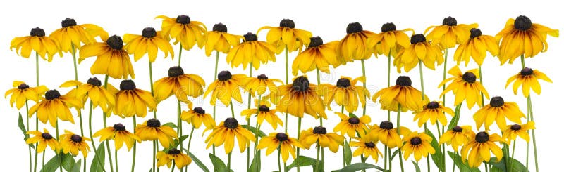 Yellow coneflower isolated line stock image