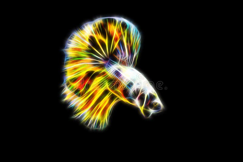 Yellow Copper Dragon Halfmoon Betta Stock Photo Image of background
