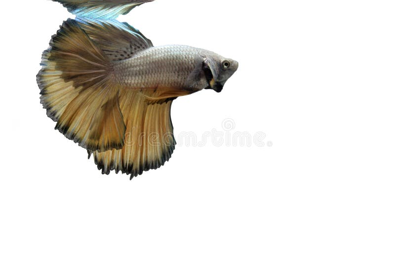 Yellow Copper Dragon Halfmoon Betta Stock Photo Image of close