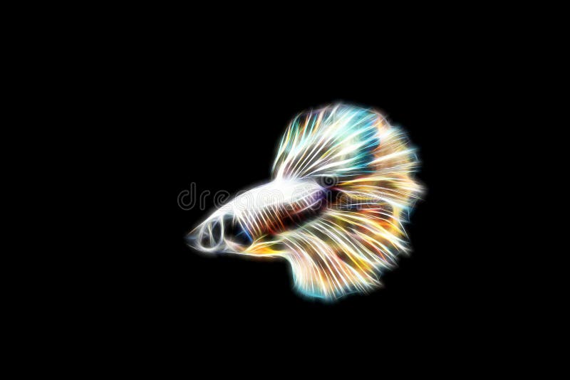 Yellow Copper Dragon Halfmoon Betta Stock Image Image of animal