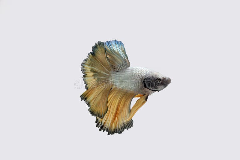 Yellow Copper Dragon Halfmoon Betta Stock Photo Image of thailand