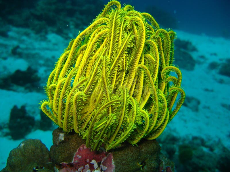 Yellow healthy coral reef stock image. Image of dive 24557301