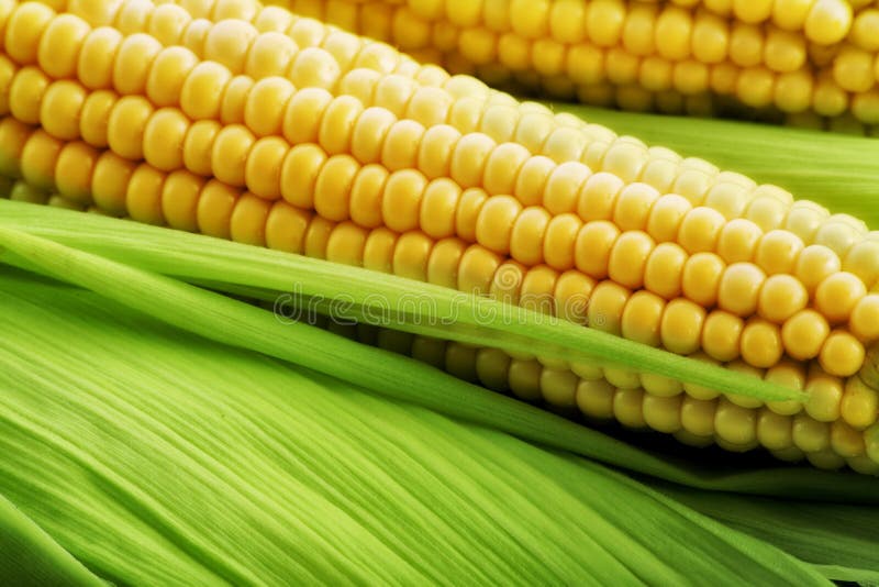 Yellow corn