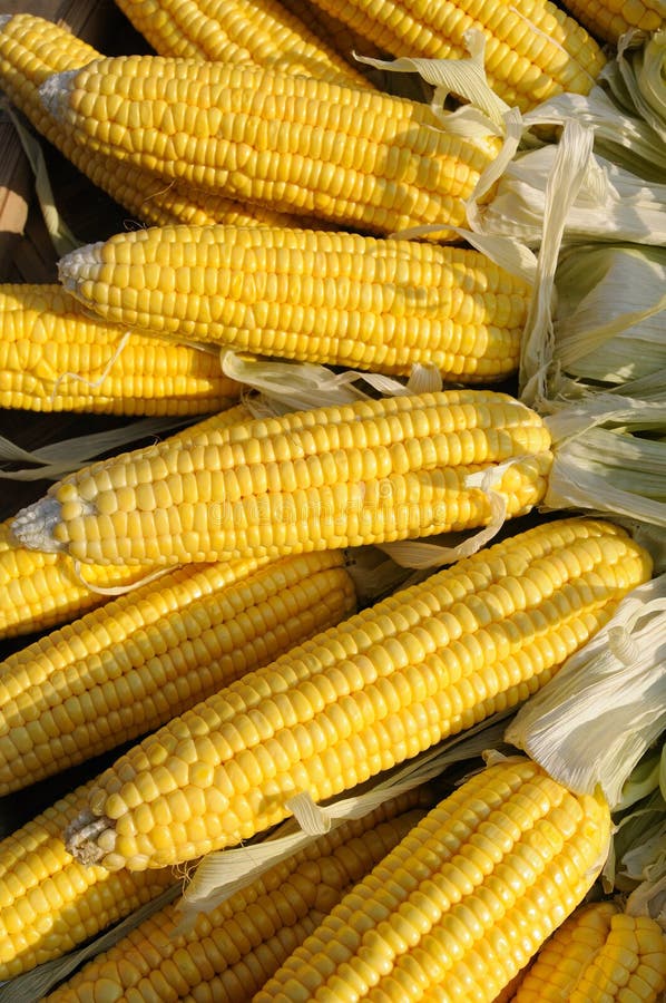 Yellow corn on cob stock photo. Image of food, harvest 10981366