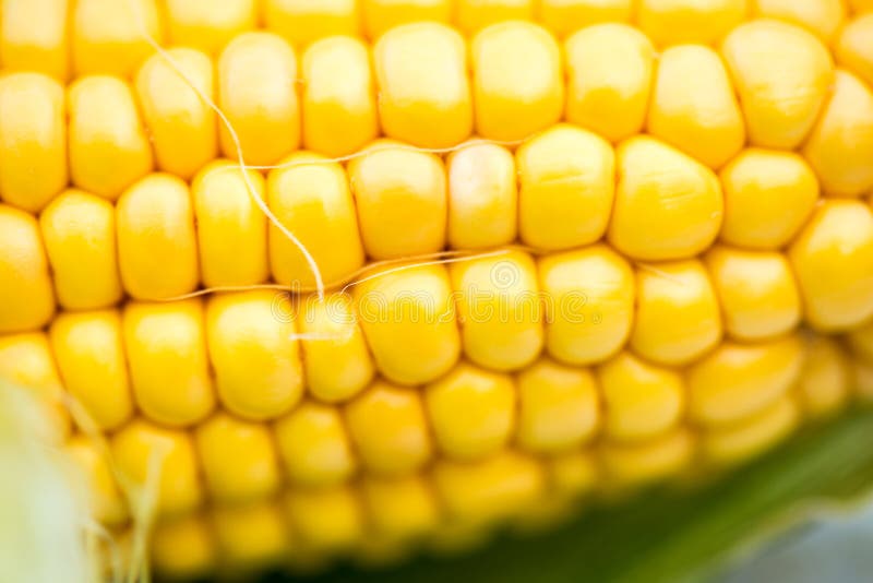 Yellow Corn Cob Closeup on White Background, Macro Shot Stock Photo