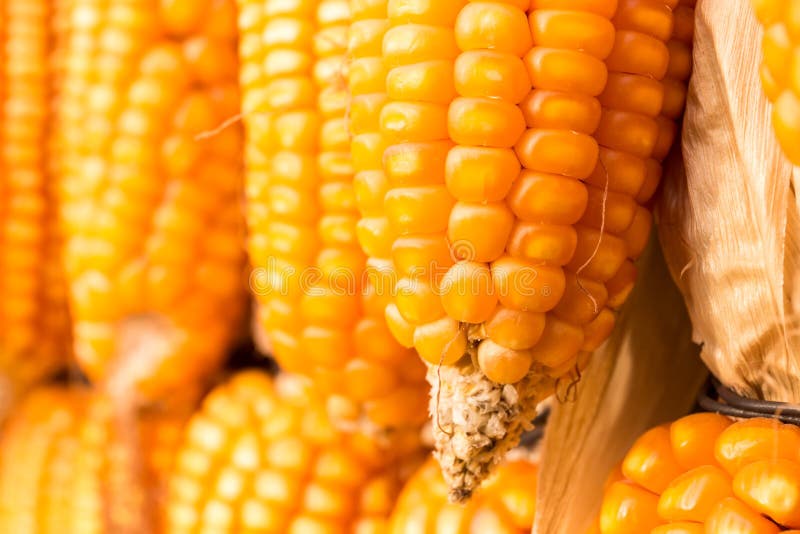 Yellow corn cob stock image. Image of crop, nutrition 69375689