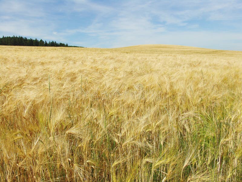 Yellow corn field