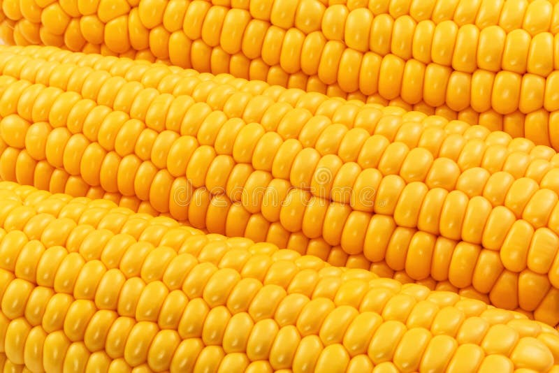 Yellow corn royalty free stock images Yellow corn royalty free stock images
