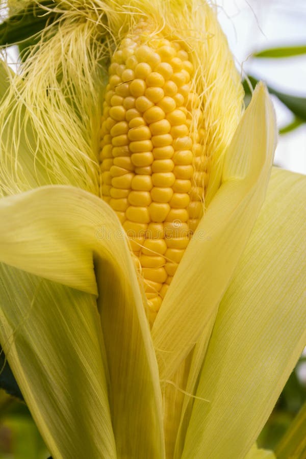 Yellow Corn Meal, Closeup Corn on the Stalk in the Corn Field, Organic Corn Field. Stock Image