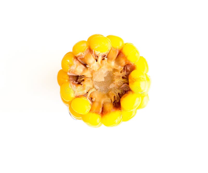 The yellow corn. stock image. Image of ripe, grain, fresh 81101137