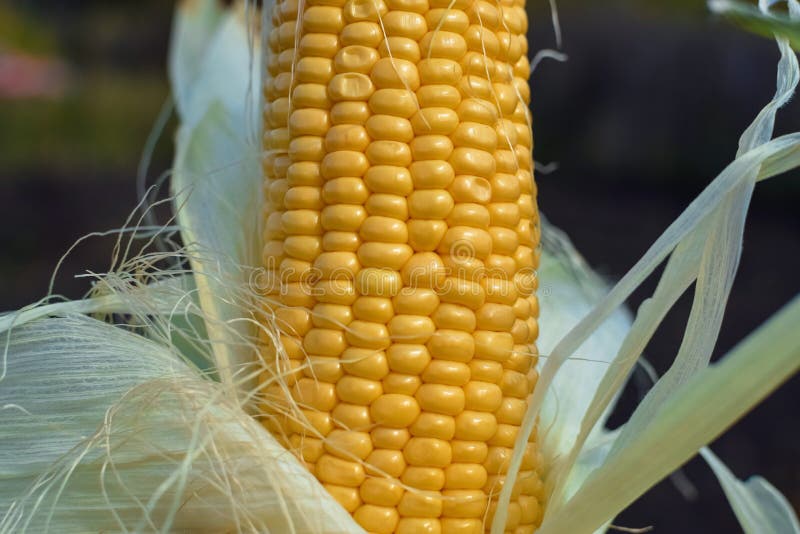 Yellow corn uncovered with green leaf on cob under sunlight at garden closeup