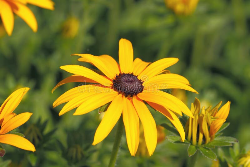 Yellow Cornflower (Echinacea) Stock Photo Image of detail, meadow