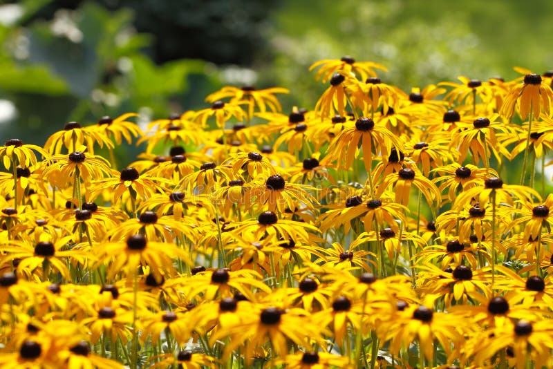 Yellow Cornflower (Echinacea) Stock Photo Image of detail, meadow