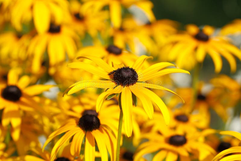 Yellow Cornflower (Echinacea) Stock Photo Image of detail, meadow