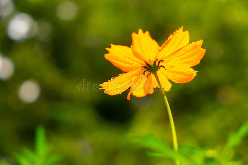 Download Flower Yellow Sulfur Cosmos Wildflower Picture Image 112840374 PSD Mockup Templates