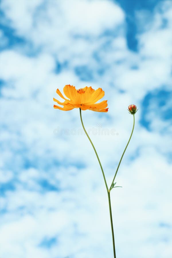 yellow cosmos flowers with white and blue sky background stock image yellow cosmos flowers with white and blue sky background stock image