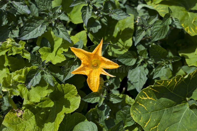 Yellow Courgette Edible Flower in the Vegetable Garden. Stock Image