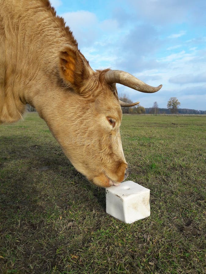 Licks Stock Photos Download 4,518 Royalty Free Photos