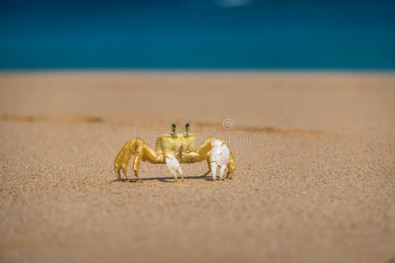 Yellow Crab at Praia do Sancho Beach - Fernando de Noronha, Pernambuco, Brazil