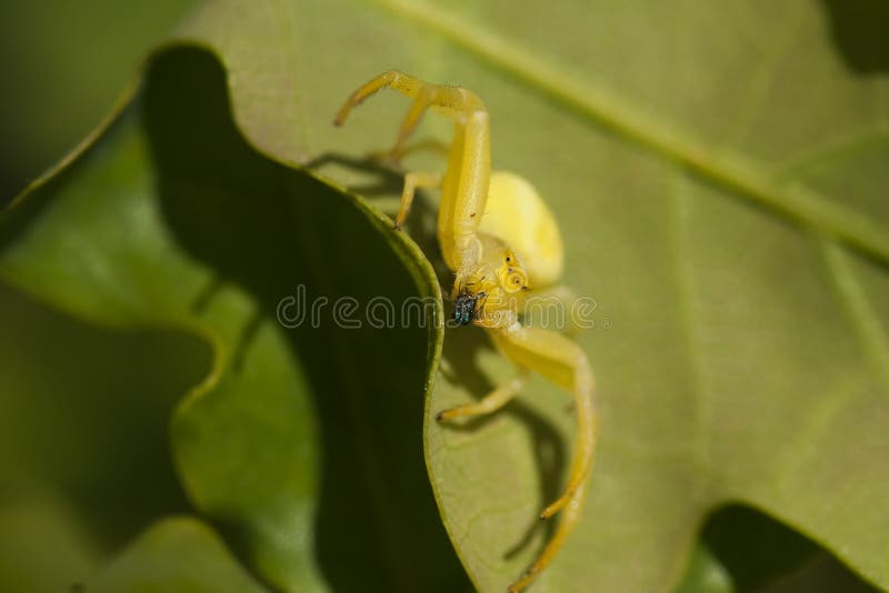 Yellow crab spider stock photo. Image of creepy, stripes 48847872