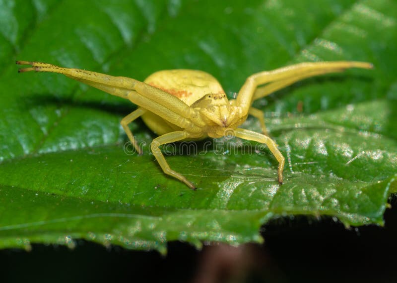 Yellow Crab Spider on a Green Leaf Stock Image Image of esperando
