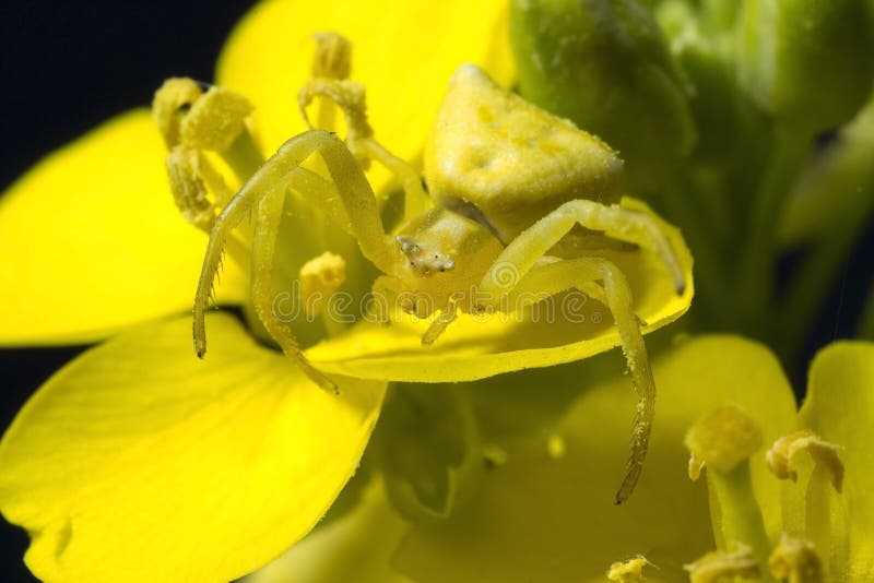 Yellow Crab Spider stock image. Image of predator, legs 57329583