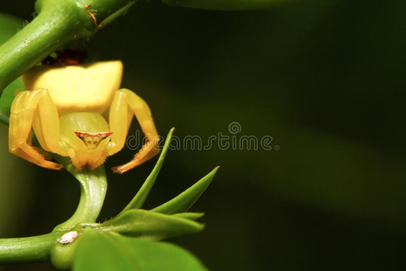 Yellow crab Spider stock image. Image of macro, vatia 78994985
