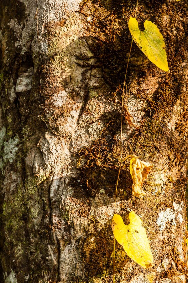 YELLOW CREEPER GROWING WILD on a DEAD TREE TRUNK Stock Photo Image of growing, flowers 108328822