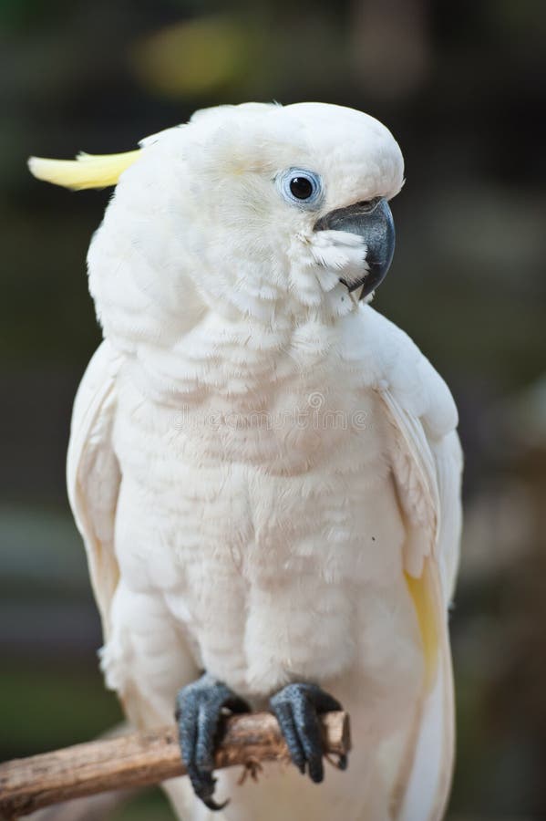 crested cockatoo crested cockatoo