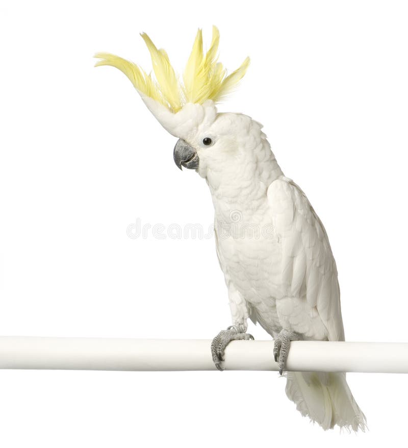yellow crested cockatoo yellow crested cockatoo