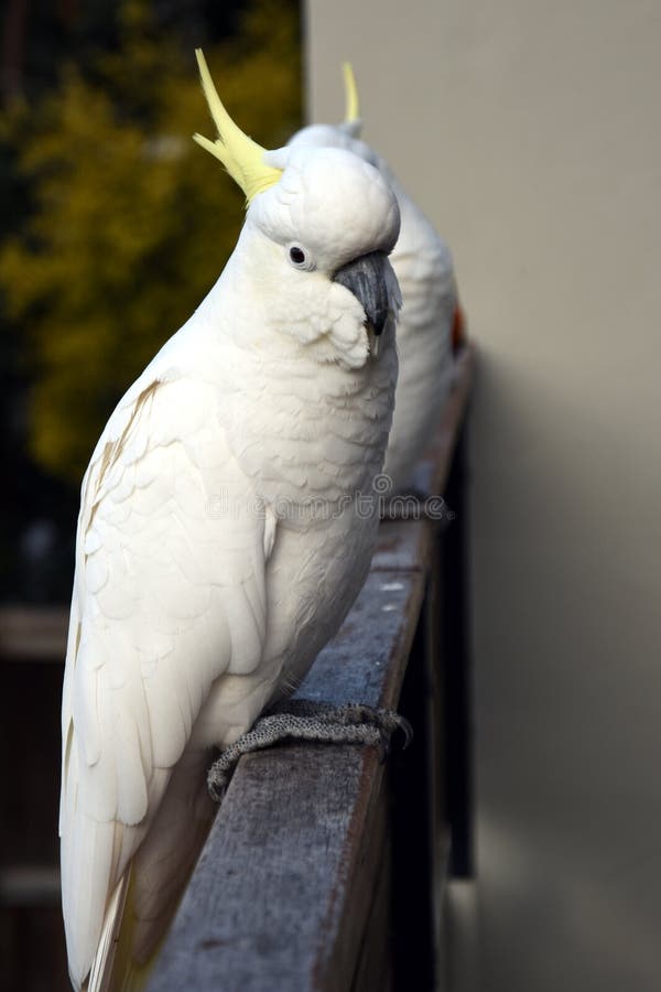 Yellowcrested Cockatoo stock image. Image of animal 74413559