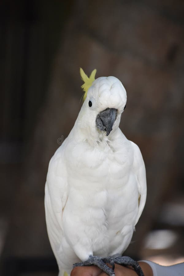 Yellow Crested Feathers on a White Cockatoo Stock Photo Image of beak