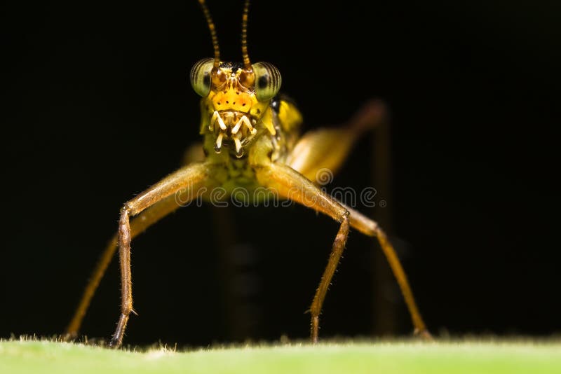 Yellow Cricket Face Macro