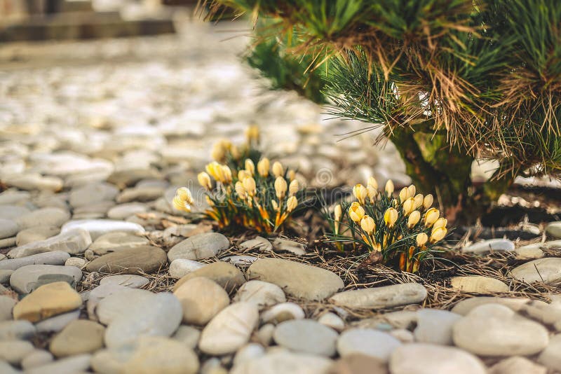 Yellow Crocus flower blooms in early spring near a private house stock photography Yellow Crocus flower blooms in early spring near a private house stock photography