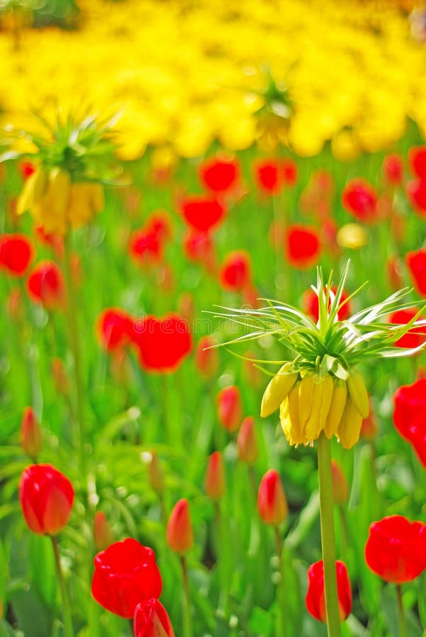 Yellow Crown Imperial Flower in focus with red and yellow tulip in the background