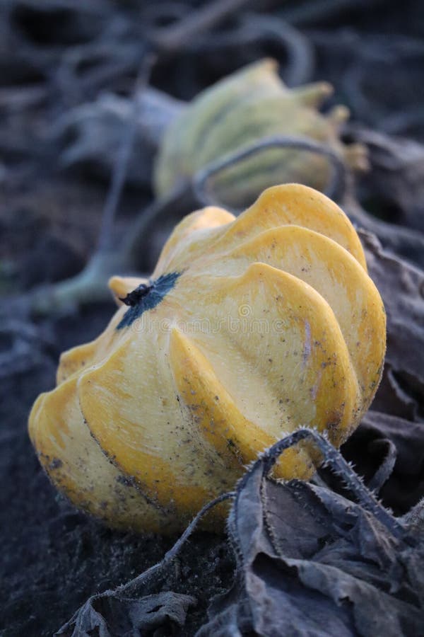 Yellow Crown of Thorns Gourd Stock Image - Image of squash, thorns