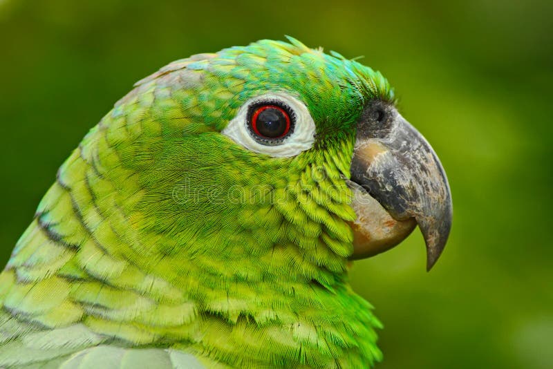 Yellow-crowned Amazon, Amazona ochrocephala auropalliata, portrait of light green parrot, Costa Rica. Detail close-up portrait of