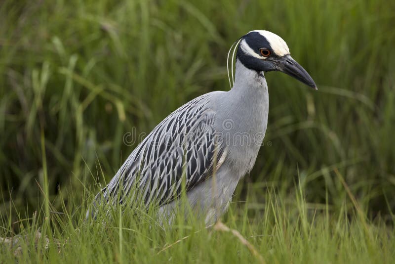 Yellow-crowned night-heron