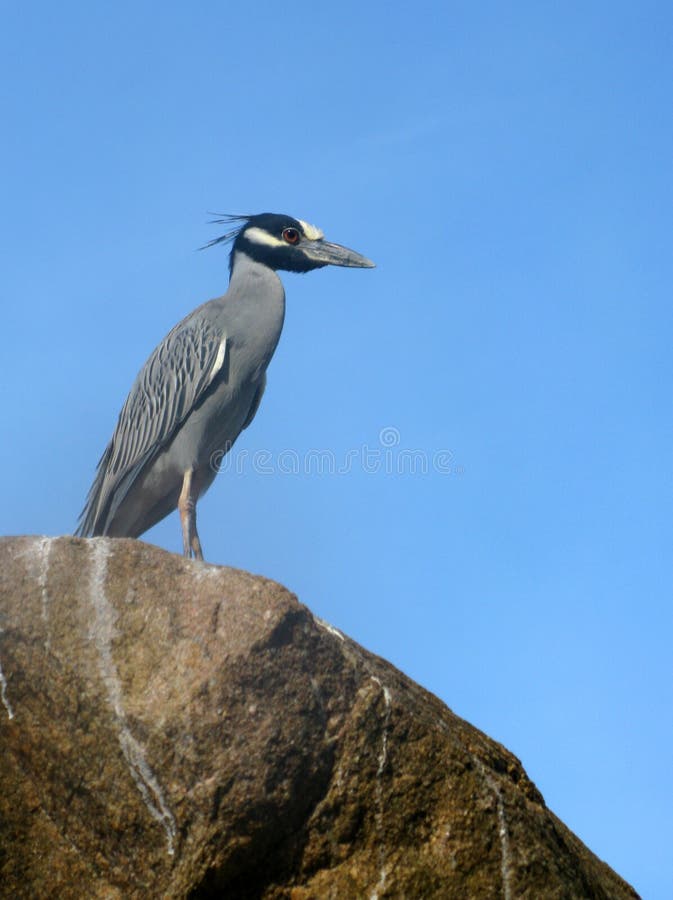 Yellow-Crowned Night Heron stock images