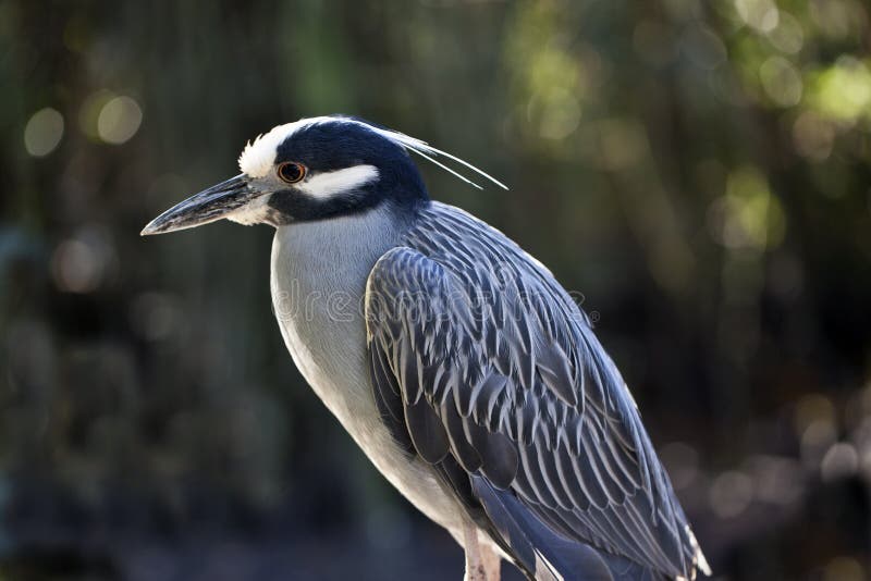 Yellow Crowned Night Heron (Nyctanassa Violacea)